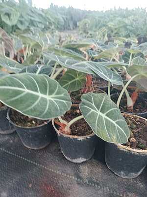 Alocasia Black Velvet