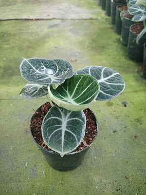 Alocasia Black Velvet