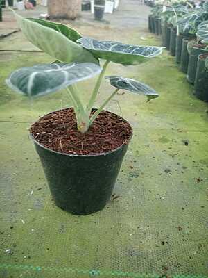 Alocasia Black Velvet