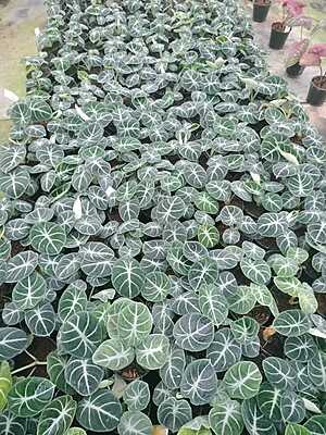 Alocasia Black Velvet