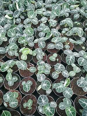 Alocasia Black Velvet