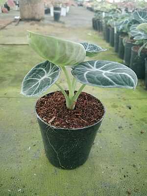 Alocasia Black Velvet
