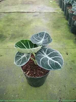 Alocasia Black Velvet