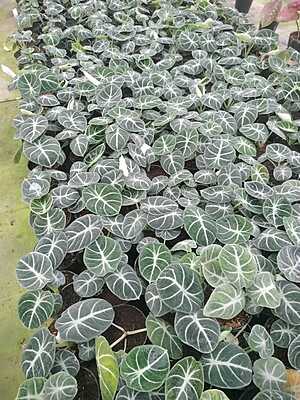 Alocasia Black Velvet