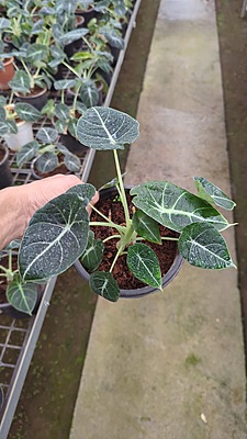 Alocasia Black Velvet