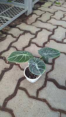 Alocasia Black Velvet
