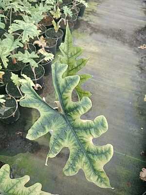 Alocasia Jacklyn