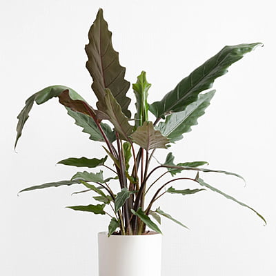 Alocasia Lauterbachiana