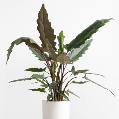 Alocasia Lauterbachiana
