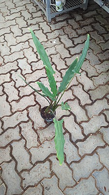 Alocasia Lauterbauchana