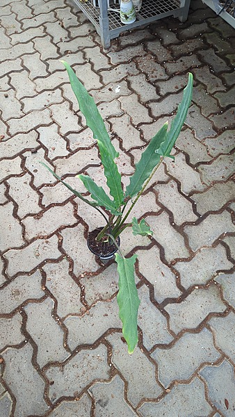 Alocasia Lauterbauchana