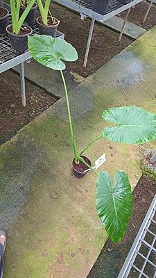 Alocasia Macrohizza