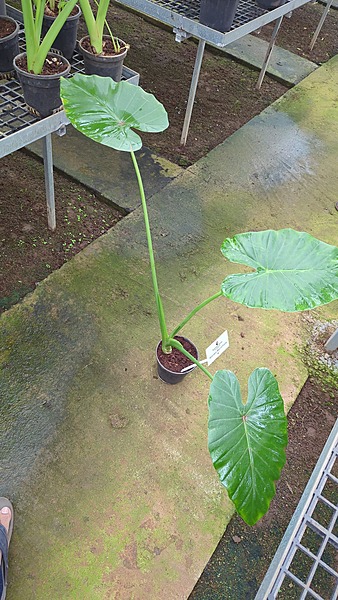 Alocasia Macrohizza