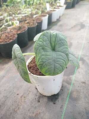 Alocasia Melo