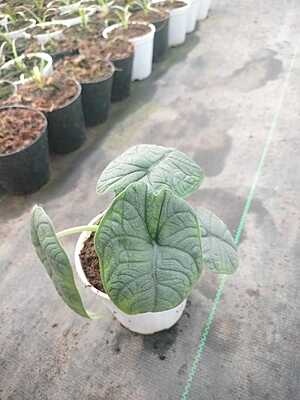 Alocasia Melo