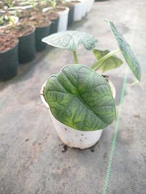 Alocasia Melo