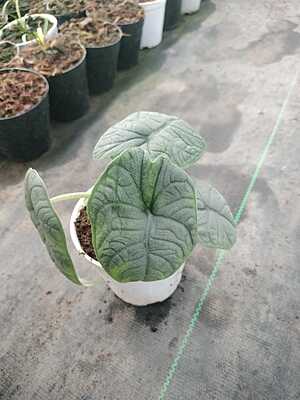 Alocasia Melo
