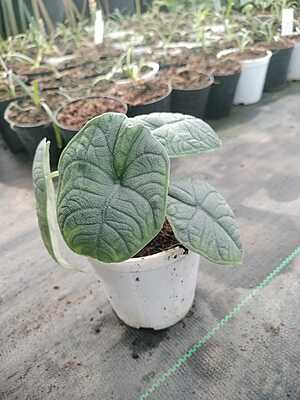 Alocasia Melo