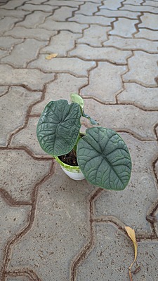Alocasia Melo