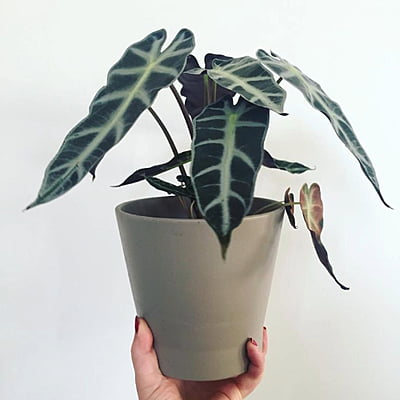 Alocasia Polly Bambino