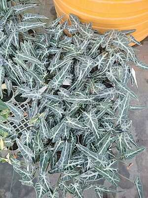 Alocasia Poly Bambino