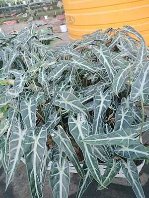 Alocasia Poly Bambino