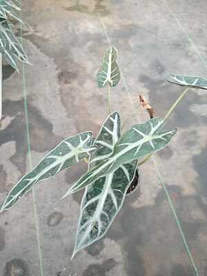 Alocasia Poly Bambino