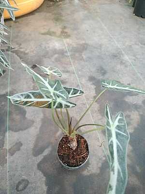 Alocasia Poly Bambino