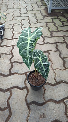 Alocasia Poly Bambino