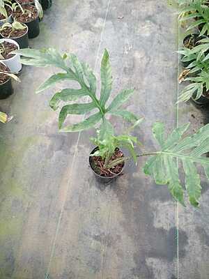 Alocasia Portei