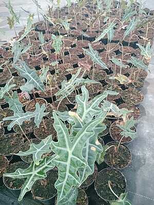Alocasia Sandreana