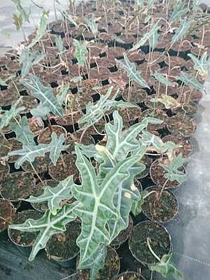 Alocasia Sandreana