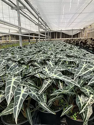 Alocasia Sandreana