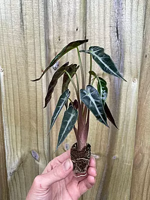 Alocasia Sandreana