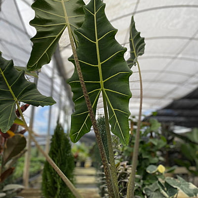 Alocasia Sarian