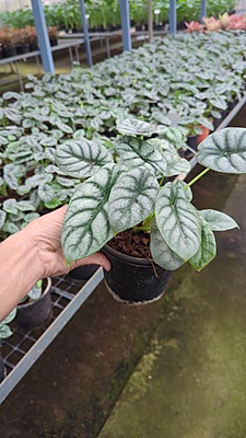 Alocasia Silver Dragon