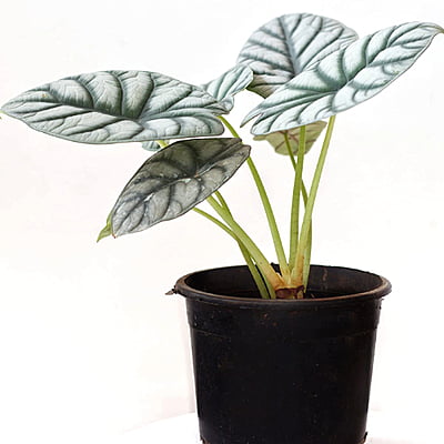 Alocasia Silver Dragon