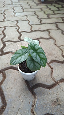 Alocasia Silver Dragon