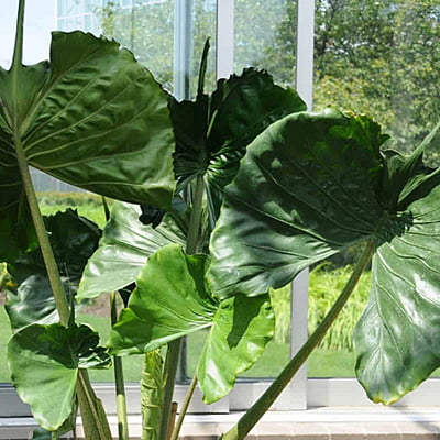 Alocasia Stingray