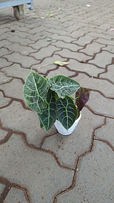 Alocasia Watsoniana