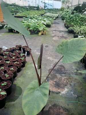 Alocasia Wentii