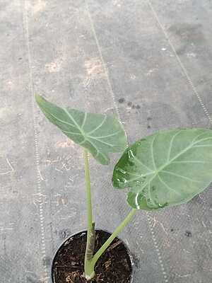 Alocasia Wentii