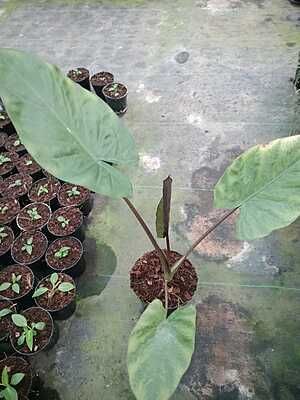 Alocasia Wentii