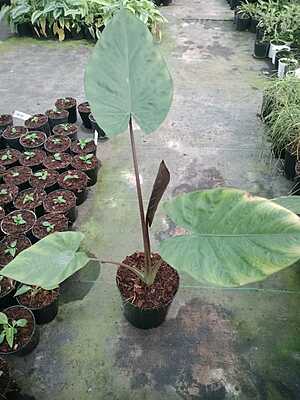 Alocasia Wentii