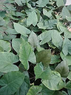 Alocasia Wentii