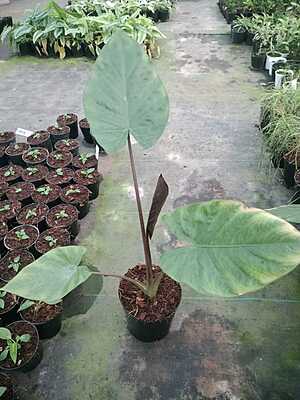 Alocasia Wentii