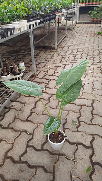 Alocasia Wentii