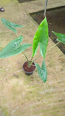 Alocasia Zbrina