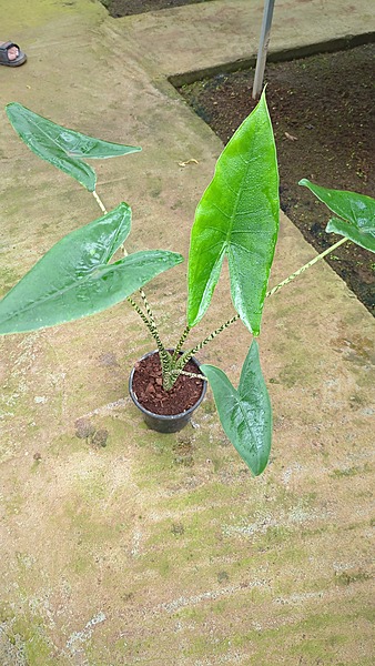 Alocasia Zbrina
