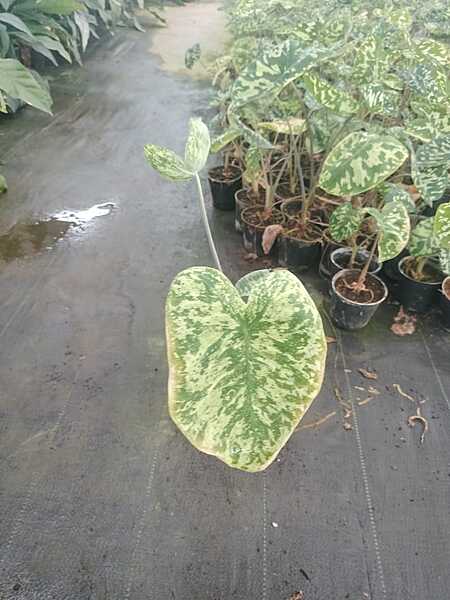 Alocasia longiloba